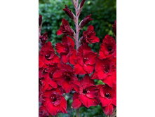 cardinal 4,83�.jpg