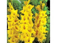 limoncello 7�.jpg