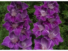violetta 7,64�.jpeg