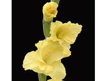 yellow_star 4,83�.jpg
