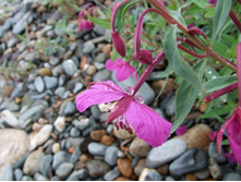 DSCF9177.JPG