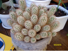 Mammillaria elongata