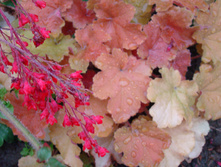 DSC01081.JPG