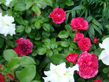 DSC03818.JPG