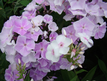 DSC03831.JPG
