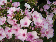 DSC03945.JPG