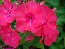 DSC03952.JPG