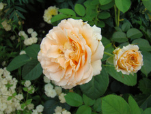 DSC03966.JPG