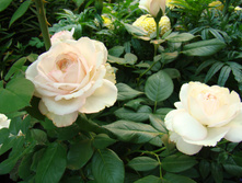 DSC03974.JPG
