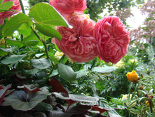 DSC04154.JPG