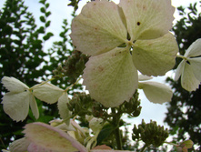DSC04158.JPG