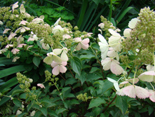 DSC04160.JPG