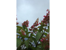 DSC04200.JPG
