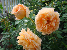 DSC04246.JPG