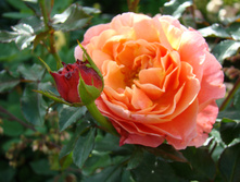 DSC04248.JPG