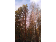 IMAG0637.jpg