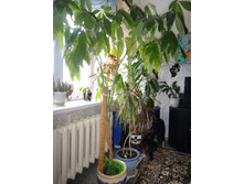 DSC00700.JPG