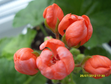 Red Pandora