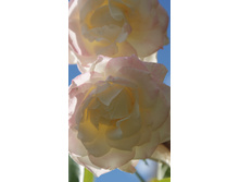 WHITE SYMPHONIE