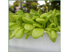 mini-fitolampa-4.jpg