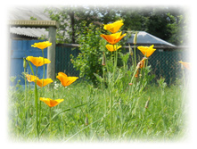 DSCN4410.JPG