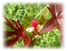 DSCN4432.JPG