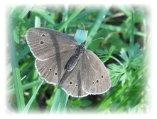 DSCN4446.JPG