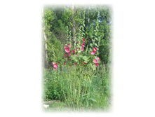 DSCN4447.JPG