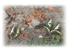 DSCN4560.JPG