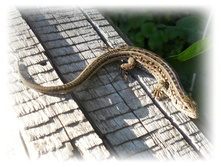 DSCN4653.JPG