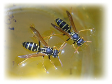 DSCN4701.JPG