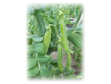 DSCN4722.JPG