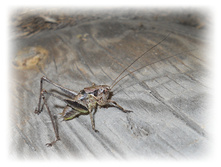 DSCN4778.JPG
