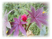 DSCN4797.JPG
