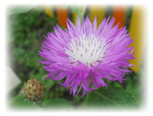 DSCN4799.JPG