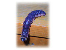 DSCN4829.JPG