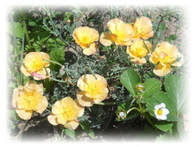 DSCN4862.JPG