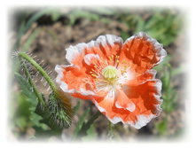 DSCN4864.JPG