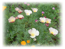 DSCN4890.JPG