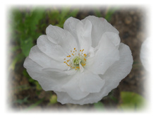 DSCN4901.JPG