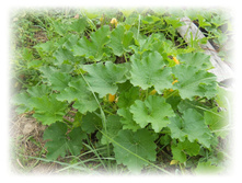 DSCN4907.JPG