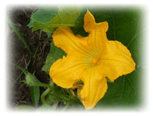 DSCN4934.JPG