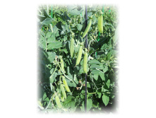 DSCN5065.JPG