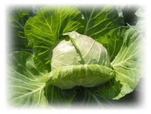 DSCN5067.JPG