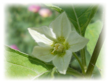 DSCN5087.JPG