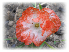 DSCN5138.JPG