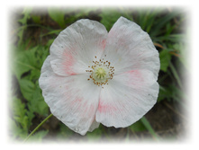 DSCN5158.JPG
