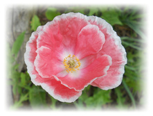DSCN5161.JPG