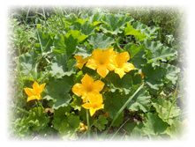 DSCN5167.JPG