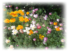 DSCN5176-001.JPG